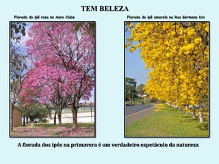 TEM BELEZA
Florada do ipê rosa no Aero Clube            Florada do ipê amarelo na Rua Germano Dix




 A florada dos ipês na primavera é um verdadeiro espetáculo da natureza
 