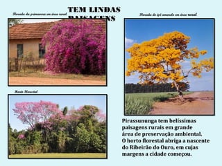 Florada da primavera em área rural
                                     TEM LINDAS
                                                        Florada do ipê amarelo em área rural
                                     PAISAGENS




 Horto Florestal




                                                  Pirassununga tem belíssimas
                                                  paisagens rurais em grande
                                                  área de preservação ambiental.
                                                  O horto florestal abriga a nascente
                                                  do Ribeirão do Ouro, em cujas
                                                  margens a cidade começou.
 