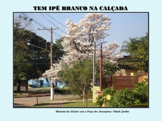 TEM IPÊ BRANCO NA CALÇADA




     Alameda das Acácias com a Praça das Laranjeiras- Cidade Jardim
 