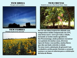 TEM BRISA                                    TEM FRUTAS
         Paisagem rural ao anoitecer      Quintal de uma casa à Rua Coronel Franco- Centro




       TEM FLORES                      Por ter um clima tropical de altitude com
Plantação de girassol em zona rural
                                       temperatura média compensada em 23ºC,
                                       uma brisa suave corre por toda a cidade,
                                       tornando as tardes muito agradáveis.
                                       Em Pirassununga, ainda podemos encontrar
                                       nos quintais de muitas casas, diversos
                                       tipos de frutas e nos jardins, muitas flores
                                       que dão um lindo colorido à cidade.
                                       Na zona rural, a plantação de girassol é um
                                       verdadeiro cartão postal. Durante o carnaval
                                       a praça e as ruas se colorem para a celebração
                                       da festa de Momo.
 