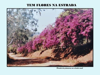 TEM FLORES NA ESTRADA




            Florada da primavera em estrada rural
 