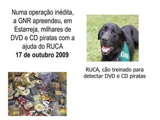 Numa operação inédita,
 a GNR apreendeu, em
 Estarreja, milhares de
DVD e CD piratas com a
    ajuda do RUCA
  17 de outubro 2009

                           RUCA, cão treinado para
                          detectar DVD e CD piratas
 