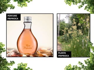PERFUME
PRIPRIOCA
PLANTA
PRIPRIOCA
 