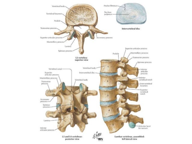 Piriformis Syndrome, Lumbar Spinal Stenosis, Lumbar Facet 