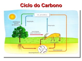 Ciclo do Carbono
 