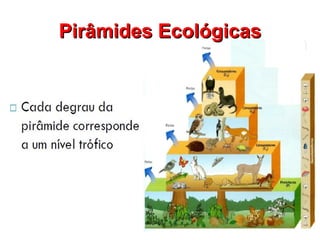 Pirâmides Ecológicas
 