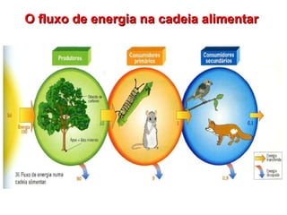 O fluxo de energia na cadeia alimentar
 
