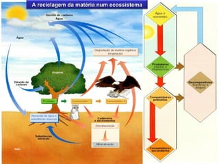 A reciclagem da matéria num ecossistema
 