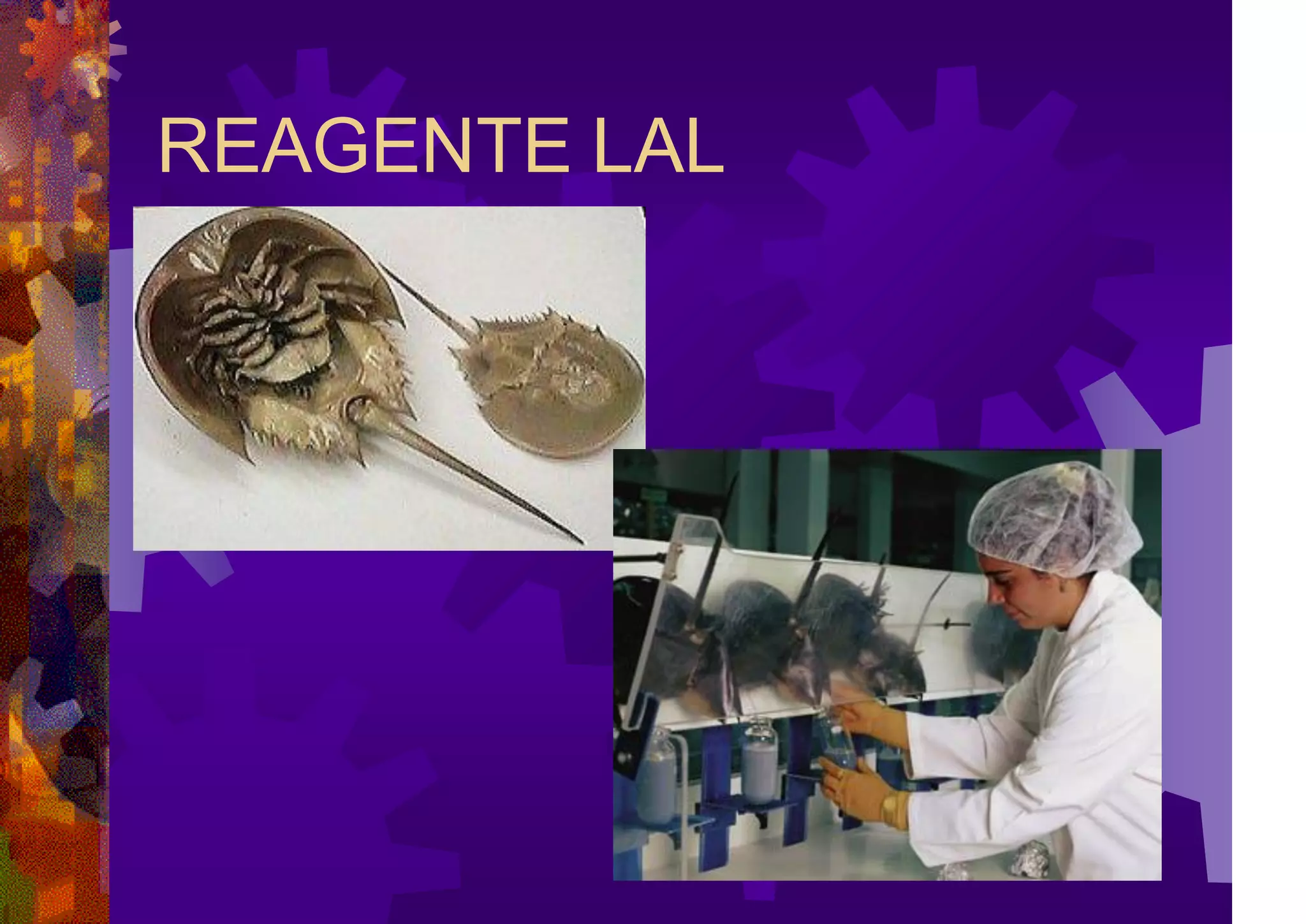 REAGENTE LAL
 