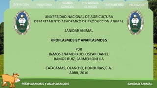 UNIVERSIDAD NACIONAL DE AGRICULTURA
DEPARTAMENTO ACADEMICO DE PRODUCCION ANIMAL
SANIDAD ANIMAL
PIROPLASMOSIS Y ANAPLASMOSIS
POR
RAMOS ENAMORADO, OSCAR DANIEL
RAMOS RUIZ, CARMEN ONELIA
CATACAMAS, OLANCHO, HONDURAS, C.A.
ABRIL, 2016
 