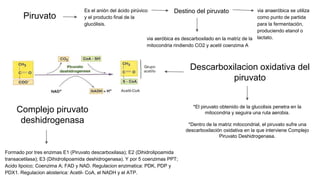 Piruvato
Es el anión del ácido pirúvico
y el producto final de la
glucólisis.
Destino del piruvato via anaeróbica se utiliza
como punto de partida
para la fermentación,
produciendo etanol o
lactato.
via aeróbica es descarboxilado en la matriz de la
mitocondria rindiendo CO2 y acetil coenzima A
Descarboxilacion oxidativa del
piruvato
*El piruvato obtenido de la glucolisis penetra en la
mitocondria y seguira una ruta aerobia.
*Dentro de la matriz mitocondrial, el piruvato sufre una
descarboxilación oxidativa en la que interviene Complejo
Piruvato Deshidrogenasa.
Complejo piruvato
deshidrogenasa
Formado por tres enzimas E1 (Piruvato descarboxilasa); E2 (Dihidrolipoamida
transacetilasa); E3 (Dihidrolipoamida deshidrogenasa). Y por 5 coenzimas PPT;
Acido lipoico; Coenzima A; FAD y NAD. Regulacion enzimatica: PDK, PDP y
PDX1. Regulacion alosterica: Acetil- CoA, el NADH y el ATP.
 