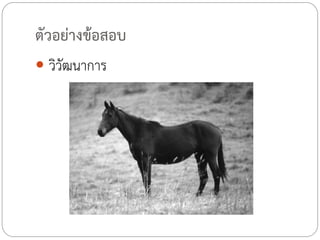 ตัวอย่างข้อสอบ
 วิวัฒนาการ

 