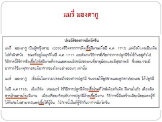 แมรี่ มองตากู

 