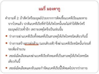 แมรี่ มองตากู
ค้าถามที่ 2: ถ้าสัตว์หรือมนุษย์ป่วยจากการติดเชือแบคทีเรียและหาย
้
จากโรคแล้ว ปกติแบคทีเรียที่ท้าให้เกิดโรคนั้นจะไม่ท้าให้สัตว์หรื
อมนุษย์ป่วยซ้้าอีก เพราะเหตุใดจึงเป็นเช่นนัน
้
 ร่างกายฆ่าแบคทีเรียทั้งหมดที่เป็นสาเหตุให้เกิดโรคชนิดเดียวกันนี้
 ร่างกายสร้างสารต่อต้าน (แอนติบอดี) ซึ่งฆ่าแบคทีเรียชนิดนันก่อนที่
้

จะเพิ่มจ้านวน
 เซลล์เม็ดเลือดแดงฆ่าแบคทีเรียทังหมดที่เป็นสาเหตุให้เกิดโรคชนิด
เดียวกันนี้
 เซลล์เม็ดเลือดแดงจับและก้าจัดแบคทีเรียนี้ให้หมดไปจากร่างกาย

 