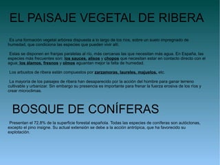 EL PAISAJE VEGETAL DE RIBERA
 Es una formación vegetal arbórea dispuesta a lo largo de los ríos, sobre un suelo impregnado de
humedad, que condiciona las especies que pueden vivir allí.

 Estas se disponen en franjas paralelas al río, más cercanas las que necesitan más agua. En España, las
especies más frecuentes son: los sauces, alisos y chopos que necesitan estar en contacto directo con el
agua; los álamos, fresnos y olmos aguantan mejor la falta de humedad.

Los arbustos de ribera están compuestos por zarzamoras, laureles, majuelos, etc.

 La mayoría de los paisajes de ribera han desaparecido por la acción del hombre para ganar terreno
cultivable y urbanizar. Sin embargo su presencia es importante para frenar la fuerza erosiva de los ríos y
crear microclimas.




  BOSQUE DE CONÍFERAS
 Presentan el 72,8% de la superficie forestal española. Todas las especies de coníferas son autóctonas,
excepto el pino insigne. Su actual extensión se debe a la acción antrópica, que ha favorecido su
explotación.
 