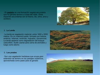· El castaño es una formación vegetal secundaria
que ha ganado terreno a costa del roble. Otras
especies secundarias son el fresno, tilo, olmo, arce y
avellano.




    2. La Landa
•La landa es vegetación matorral, entre 1600 y 2000
metros. Es un matorral tupido, formado por brezos,
enebros, ratamas, endrinas, majuelos, zarzamoras.
La landa aparece como degradación del bosque
caducifolio. Suele usarse para cama de animales y
luego como abono.



    3. Los prados
•Son una vegetación herbácea que ocupa gran
extensión de terreno en los paisajes oceánicos,
aprovechada como pasto para el ganado
 