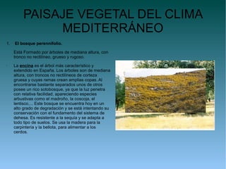 PAISAJE VEGETAL DEL CLIMA
              MEDITERRÁNEO
1.   El bosque perennifolio.

     Está Formado por árboles de mediana altura, con
     tronco no rectilíneo, grueso y rugoso.
•    La encina es el árbol más característico y
     extendido en España. Los árboles son de mediana
     altura, con troncos no rectilíneos de corteza
     gruesa y cuyas ramas crean amplias copas. Al
     encontrarse bastante separados unos de otros
     posee un rico sotobosque, ya que la luz penetra
     con relativa facilidad, apareciendo especies
     arbustivas como el madroño, la coscoja, el
     lentisco,... Este bosque se encuentra hoy en un
     alto grado de degradación y se está intentando su
     conservación con el fundamento del sistema de
     dehesa. Es resistente a la sequía y se adapta a
     todo tipo de suelos. Se usa la madera para la
     carpintería y la bellota, para alimentar a los
     cerdos.
 