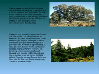 •   El alcornoque necesita inviernos suaves,
    temperaturas más elevadas y más agua que
    la encina. Además está adaptado a los suelo
    ácidos. Se localiza en zonas próximas a la
    costa, Extremadura, Cádiz, Málaga, el noreste
    de Cataluña. El corcho que se extrae de su
    corteza es uno de los principales
    aprovechamientos de este árbol.




•   El pino es una formación vegetal secundaria
    que se adapta a condiciones climáticas
    extremas, así como a suelos diversos. Se ha
    extendido por amplias zonas por su rápido
    crecimiento y el aprovechamiento para la
    elaboración de muebles, el aglomerado y la
    pasta de papel. Existen mucha variedades:
    carrasco, negral, piñonero, resinero, etc.
    Como especie secundaria destaca el
    pinsapo, una especie endémica protegida
    que se localiza entre las sierras de Cádiz y
    Málaga. Necesita veranos frescos, inviernos
    fríos, más de 1000 mm de precipitaciones y
    una cierta humedad estival.
 