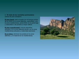 2. El resto de las montañas peninsulares
    carece de piso subalpino.
•   El piso basal: está ocupado por el bosque propio
    de su clima: en la zona atlántica, caducifolio; y en
    la zona mediterránea, perennifolio en la parte baja
    y caducifolio o de pinares a mayor altitud.
•   El piso supraforestal: incluye pequeños
    arbustos: en la zona atlántica landa y en la zona
    mediterránea arbustos y matorrales epinosos.
•   En el clima: dominan los prados en la zona
    atlántica, y el matorral en la mediterránea.
 