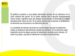El gráfico muestra a una abeja danzando dentro de la colmena en la
cara vertical del panal. Si la parte central del 8 apunta directamente
hacia arriba, significa que las abejas encontrarán el alimento si vuelan
directamente hacia el sol. Si la parte central de 8 apunta a la derecha,
el alimento se encuentra a la derecha del sol.
La cantidad de tiempo durante el cual la abeja sacude el abdomen
indica la distancia del alimento desde la colmena. Si el alimento está
bastante cerca la abeja sacude el abdomen durante poco tiempo. Si
está muy lejos, sacude el abdomen durante mucho tiempo.
 