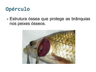    Estrutura óssea que protege as brânquias
    nos peixes ósseos.
 