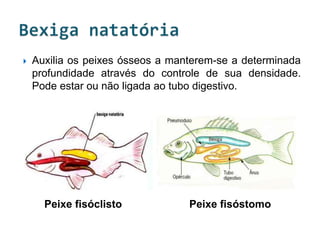    Auxilia os peixes ósseos a manterem-se a determinada
    profundidade através do controle de sua densidade.
    Pode estar ou não ligada ao tubo digestivo.




      Peixe fisóclisto            Peixe fisóstomo
 