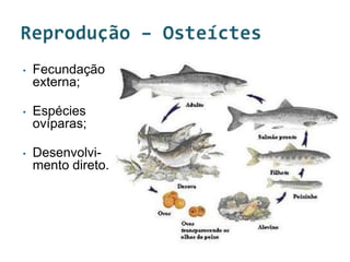 •   Fecundação
    externa;

•   Espécies
    ovíparas;

•   Desenvolvi-
    mento direto.
 