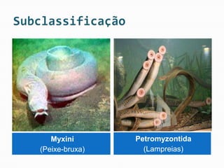 Myxini       Petromyzontida
(Peixe-bruxa)     (Lampreias)
 