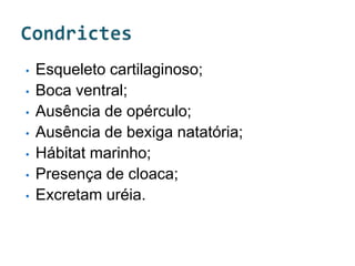 •   Esqueleto cartilaginoso;
•   Boca ventral;
•   Ausência de opérculo;
•   Ausência de bexiga natatória;
•   Hábitat marinho;
•   Presença de cloaca;
•   Excretam uréia.
 
