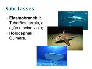 •   Elasmobranchii:
    Tubarões, arraia, c
    ação e peixe viola;
•   Holocephali:
    Quimera.
 