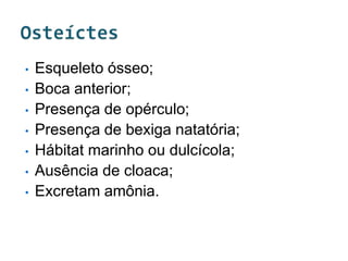 •   Esqueleto ósseo;
•   Boca anterior;
•   Presença de opérculo;
•   Presença de bexiga natatória;
•   Hábitat marinho ou dulcícola;
•   Ausência de cloaca;
•   Excretam amônia.
 
