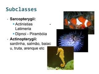 •   Sarcopterygii:
       Actinistias        -
        Latimeria
       Dipnoi - Pirambóia
•   Actinopterygii:
    sardinha, salmão, baiac
    u, truta, arenque etc
 