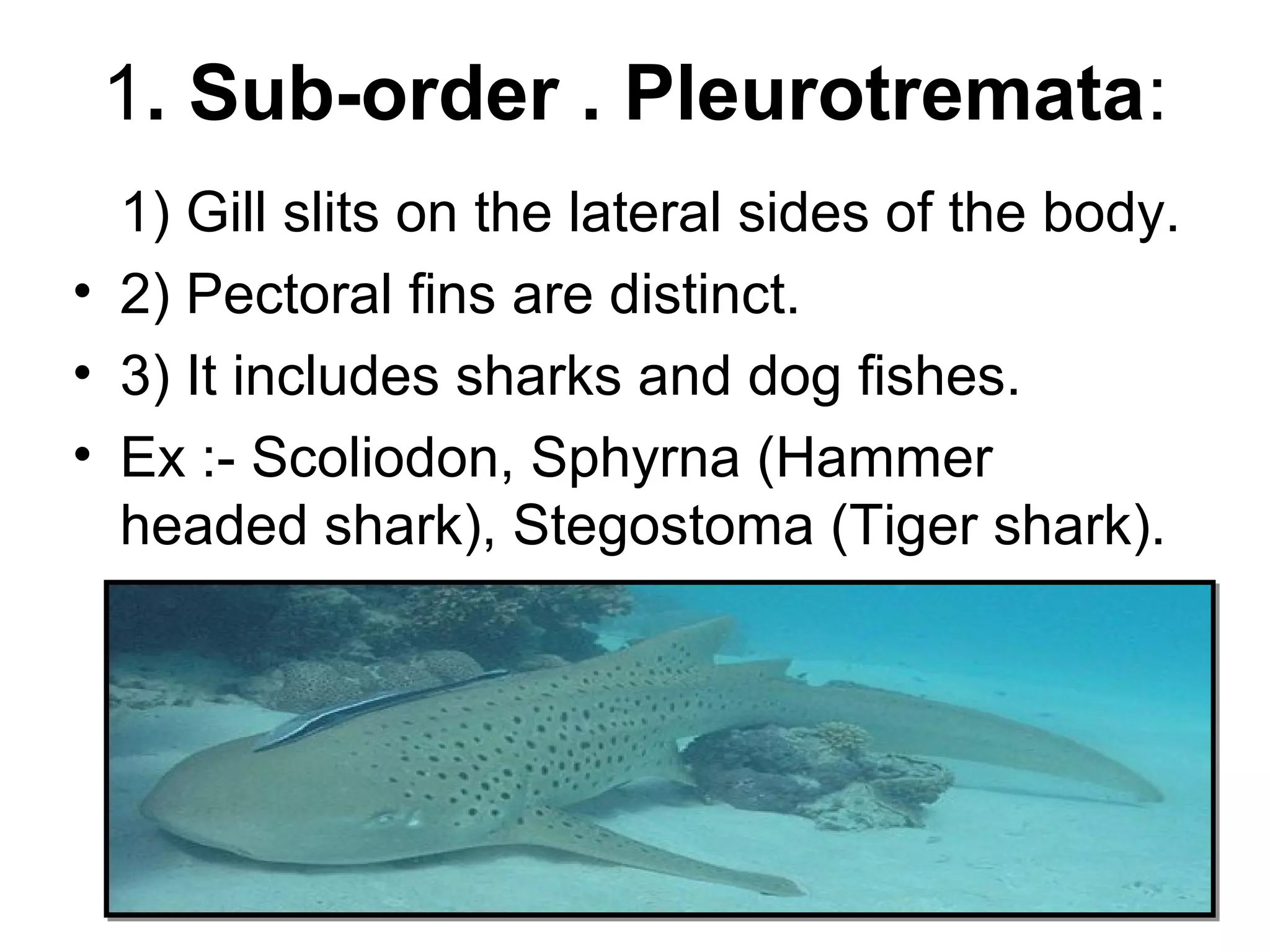 1. Sub-order . Pleurotremata:
1) Gill slits on the lateral sides of the body.
• 2) Pectoral fins are distinct.
• 3) It includes sharks and dog fishes.
• Ex :- Scoliodon, Sphyrna (Hammer
headed shark), Stegostoma (Tiger shark).
 