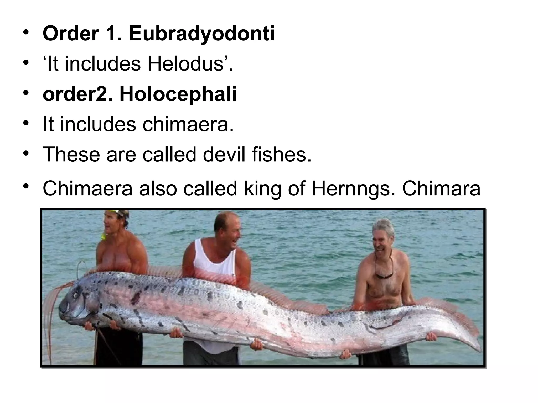 • Order 1. Eubradyodonti
• ‘It includes Helodus’.
• order2. Holocephali
• It includes chimaera.
• These are called devil fishes.
• Chimaera also called king of Hernngs. Chimara
 