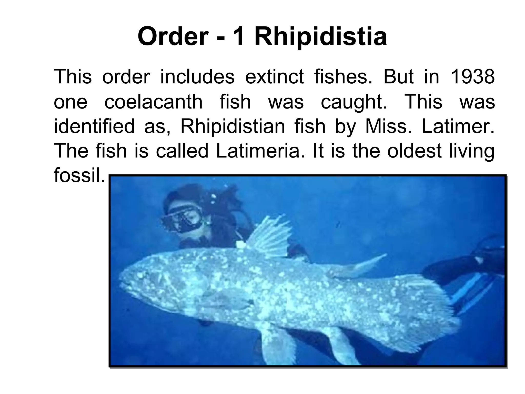 Order - 1 Rhipidistia
This order includes extinct fishes. But in 1938
one coelacanth fish was caught. This was
identified as, Rhipidistian fish by Miss. Latimer.
The fish is called Latimeria. It is the oldest living
fossil.
 