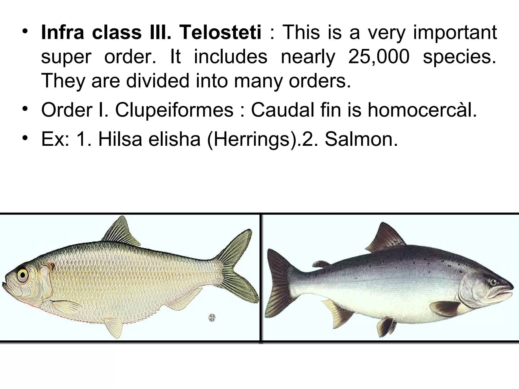 • Infra class III. Telosteti : This is a very important
super order. It includes nearly 25,000 species.
They are divided into many orders.
• Order I. Clupeiformes : Caudal fin is homocercàl.
• Ex: 1. Hilsa elisha (Herrings).2. Salmon.
 