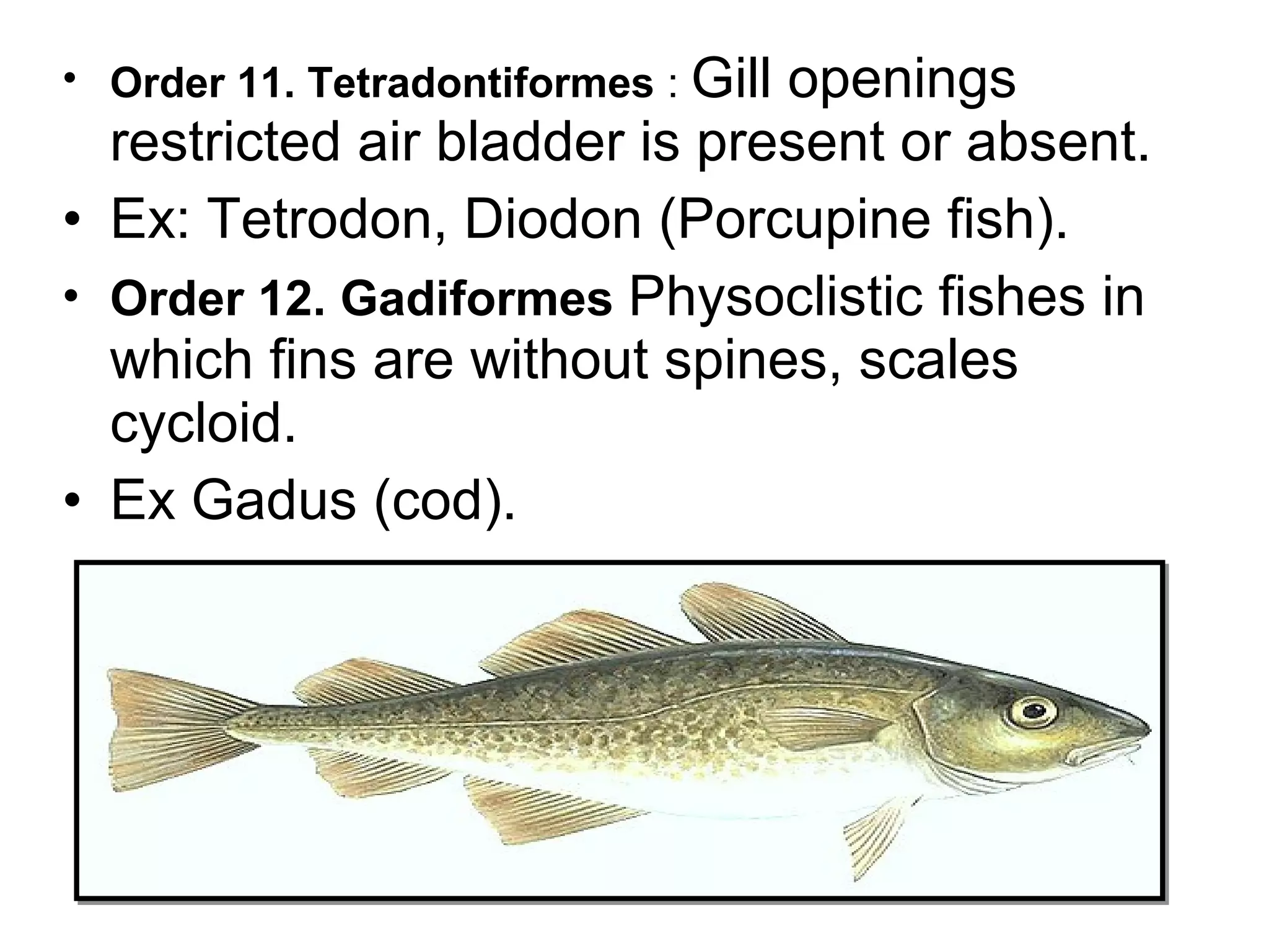 • Order 11. Tetradontiformes : Gill openings
restricted air bladder is present or absent.
• Ex: Tetrodon, Diodon (Porcupine fish).
• Order 12. Gadiformes Physoclistic fishes in
which fins are without spines, scales
cycloid.
• Ex Gadus (cod).
 