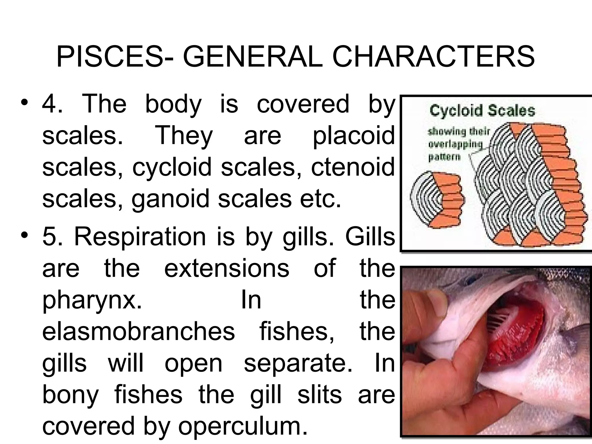 PISCES- GENERAL CHARACTERS
• 4. The body is covered by
scales. They are placoid
scales, cycloid scales, ctenoid
scales, ganoid scales etc.
• 5. Respiration is by gills. Gills
are the extensions of the
pharynx. In the
elasmobranches fishes, the
gills will open separate. In
bony fishes the gill slits are
covered by operculum.
 