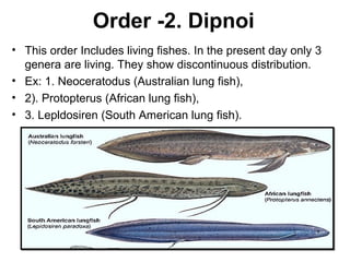 Diponi Fish Pisces general characters and classification - copy | PPT