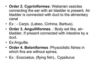 • Order 2. Cypriniformes: Weberian ossicles
connecting the ear with air bladder is present. Air
bladder is connected with duct to the alimentary
canal
• Ex : - Carps. (Labeo, Cinhina, Barbus).
• Order 3. Anguilliformes. : Body eel like, air-
bladder, If present connected with intestine by a
duct.
• Ex:Anguilla.
• Order 4. Beloniformes :Physoclistic fishes in
which fins are without spines.
• Ex : Exocoetus, (flying fish)., Cypsilurus
 