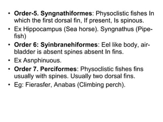 • Order-5. Syngnathiformes: Physoclistic fishes In
which the first dorsal fin, If present, Is spinous.
• Ex Hippocampus (Sea horse). Syngnathus (Pipe-
fish)
• Order 6: Syinbranehiformes: Eel like body, air-
bladder is absent spines absent In fins.
• Ex Asnphinuous.
• Order 7. Perciformes: Physoclistic fishes fins
usually with spines. Usually two dorsal fins.
• Eg: Fierasfer, Anabas (Climbing perch).
 