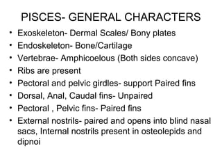 PISCES- GENERAL CHARACTERS
• Exoskeleton- Dermal Scales/ Bony plates
• Endoskeleton- Bone/Cartilage
• Vertebrae- Amphicoelous (Both sides concave)
• Ribs are present
• Pectoral and pelvic girdles- support Paired fins
• Dorsal, Anal, Caudal fins- Unpaired
• Pectoral , Pelvic fins- Paired fins
• External nostrils- paired and opens into blind nasal
sacs, Internal nostrils present in osteolepids and
dipnoi
 