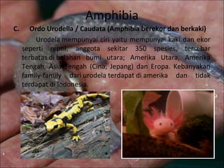 Amphibia
C.      Ordo Urodella / Caudata (Amphibia berekor dan berkaki)
Urodela mempunyai ciri yaitu mempunyai kaki dan ekor
seperti reptil, anggota sekitar 350 spesies, tersebar
terbatas di belahan bumi utara; Amerika Utara, Amerika
Tengah, Asia Tengah (Cina, Jepang) dan Eropa. Kebanyakan
family-family dari urodela terdapat di amerika dan tidak
terdapat di Indonesia.
 