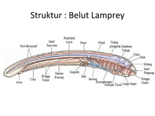 Struktur : Belut Lamprey
 