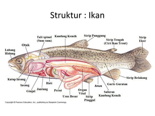 Struktur : Ikan
 