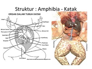 Struktur : Amphibia - Katak
 