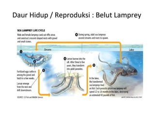 Daur Hidup / Reproduksi : Belut Lamprey
 