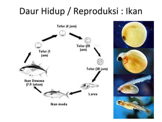 Daur Hidup / Reproduksi : Ikan
 