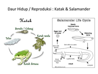 Daur Hidup / Reproduksi : Katak & Salamander
Katak
 