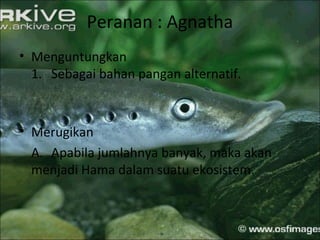 Peranan : Agnatha
• Menguntungkan
1. Sebagai bahan pangan alternatif.
• Merugikan
A. Apabila jumlahnya banyak, maka akan
menjadi Hama dalam suatu ekosistem.
 